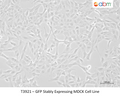 GFP Stably Expressing MDCK Cell Line – Figure 1 of 1