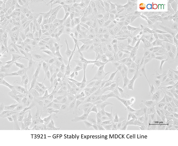 GFP Stably Expressing MDCK Cell Line – Figure 1 of 1