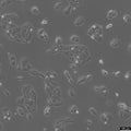 A704 cell