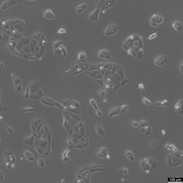 A704 cell