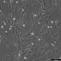 A72 cell