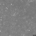 A7r5 cell