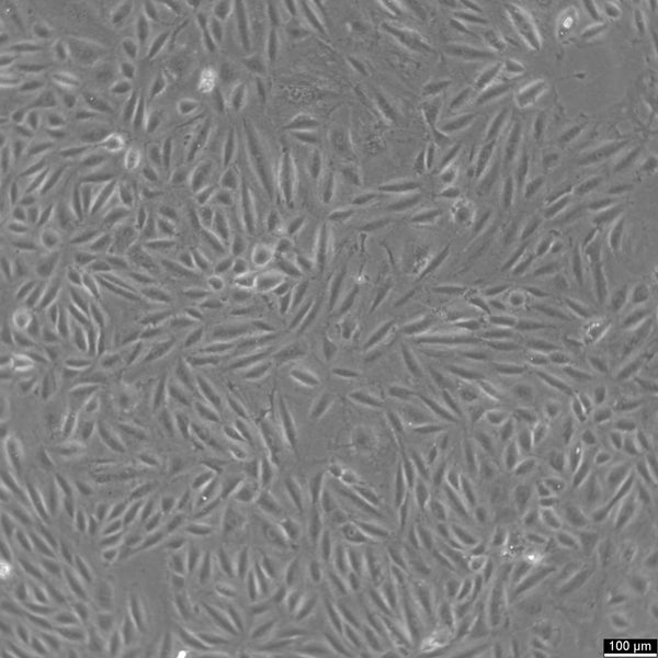 A7r5 cell
