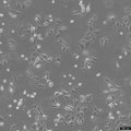 A875 cell