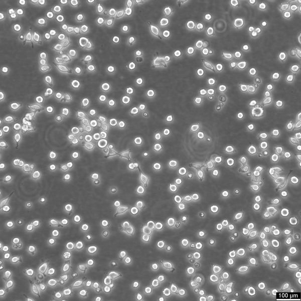 A9 cell