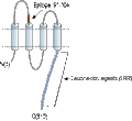 Anti-LRRC8A (extracellular) Antibody