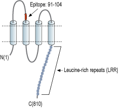 Anti-LRRC8A (extracellular) Antibody