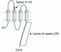 LRRC8A (extracellular) Blocking Peptide