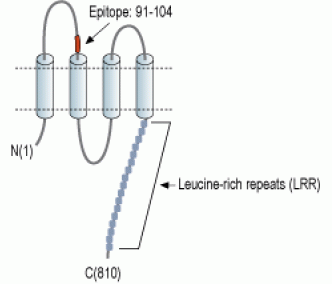 LRRC8A (extracellular) Blocking Peptide