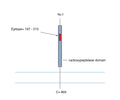 Anti-ACE2 (extracellular)-FITC Antibody