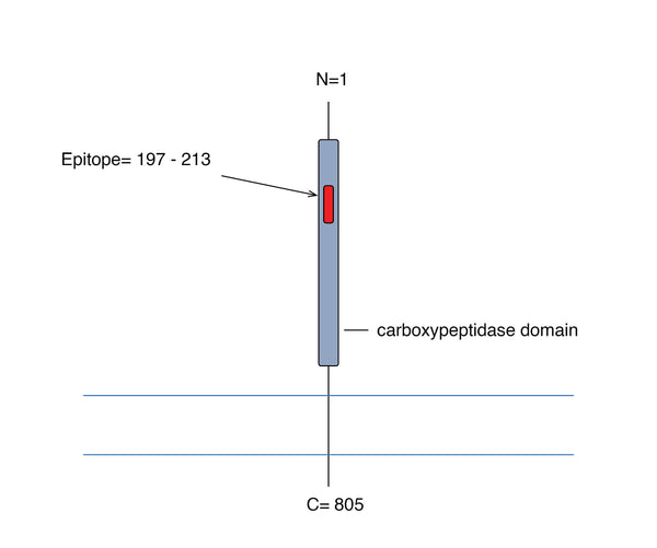 Anti-ACE2 (extracellular)-FITC Antibody