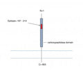 ACE2 (extracellular) Blocking Peptide