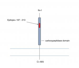 ACE2 (extracellular) Blocking Peptide