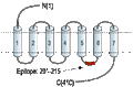 Anti-Adenosine A2A Receptor Antibody