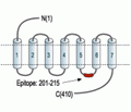 Adenosine A2A Receptor Blocking Peptide
