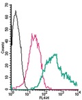 Anti-Adenosine A2B Receptor (extracellular)-APC Antibody
