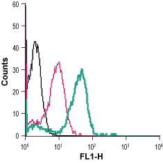Anti-Adenosine A2B Receptor (extracellular)-FITC Antibody