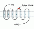 Adenosine A2B Receptor (extracellular) Blocking Peptide