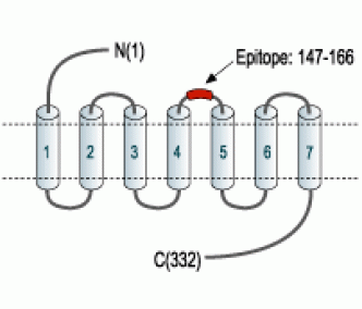 Adenosine A2B Receptor (extracellular) Blocking Peptide