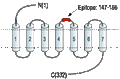 Anti-Adenosine A2B Receptor (extracellular) Antibody