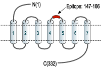 Anti-Adenosine A2B Receptor (extracellular) Antibody