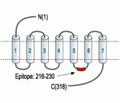 Adenosine A3 Receptor Blocking Peptide