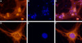 Anti-Adenosine A1 Receptor Antibody