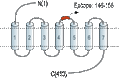 Anti-Human Adenosine A2A Receptor (extracellular) Antibody