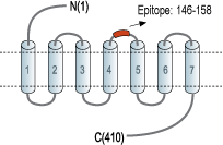 Anti-Human Adenosine A2A Receptor (extracellular) Antibody