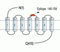 Human Adenosine A2A Receptor (extracellular) Blocking Peptide