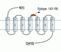 Adenosine A2A Receptor (extracellular) Blocking Peptide