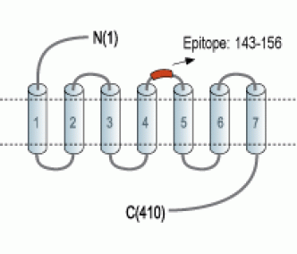 Adenosine A2A Receptor (extracellular) Blocking Peptide
