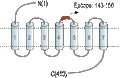 Anti-Adenosine A2A Receptor (extracellular) Antibody