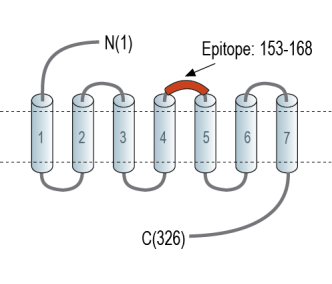 Adenosine A1 Receptor (extracellular) Blocking Peptide
