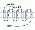 Angiotensin II Receptor Type-1 (extracellular) Blocking Peptide