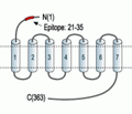 Angiotensin II Receptor Type-2 (extracellular) Blocking Peptide