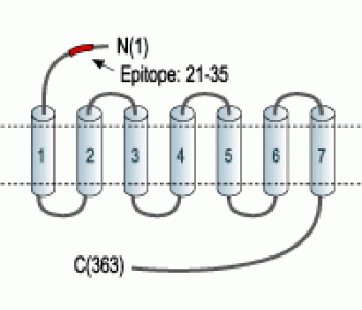 Angiotensin II Receptor Type-2 (extracellular) Blocking Peptide