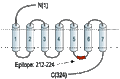 Guinea pig Anti-Angiotensin-(1-7) Mas Receptor Antibody