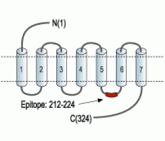 Angiotensin-(1-7) Mas Receptor Blocking Peptide
