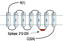 Anti-Angiotensin-(1-7) Mas Receptor Antibody