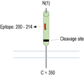 Anti-Renin Receptor/ATP6AP2 (extracellular) Antibody