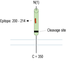 Anti-Renin Receptor/ATP6AP2 (extracellular) Antibody