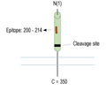 Renin Receptor/ATP6AP2 (extracellular) Blocking Peptide
