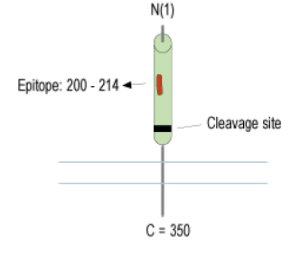 Renin Receptor/ATP6AP2 (extracellular) Blocking Peptide