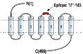 Anti-α1A-Adrenergic Receptor (extracellular) Antibody