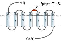 Anti-α1A-Adrenergic Receptor (extracellular) Antibody