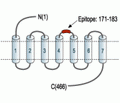 α1A-Adrenergic Receptor (extracellular) Blocking Peptide