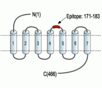 α1A-Adrenergic Receptor (extracellular) Blocking Peptide