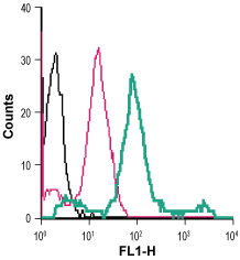 Anti-β2-Adrenergic Receptor (extracellular)-FITC Antibody