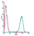 Anti-β2-Adrenoceptor (extracellular)-PE Antibody